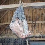 Rain DeGrey is bound