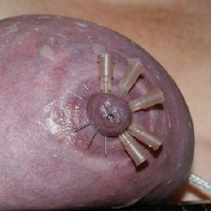 Exquisite Tit Agony